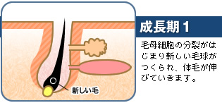 成長期1　毛母細胞の分裂がはじまり新しい毛球がつくられ、体毛が伸びていきます